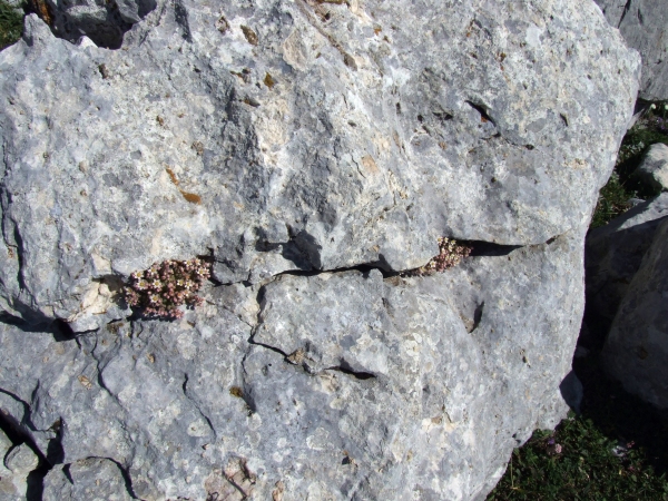 Sedum dasyphyllum / Borracina cinerea
